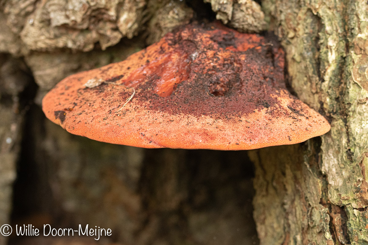 biefstukzwam Fistulina hepatica