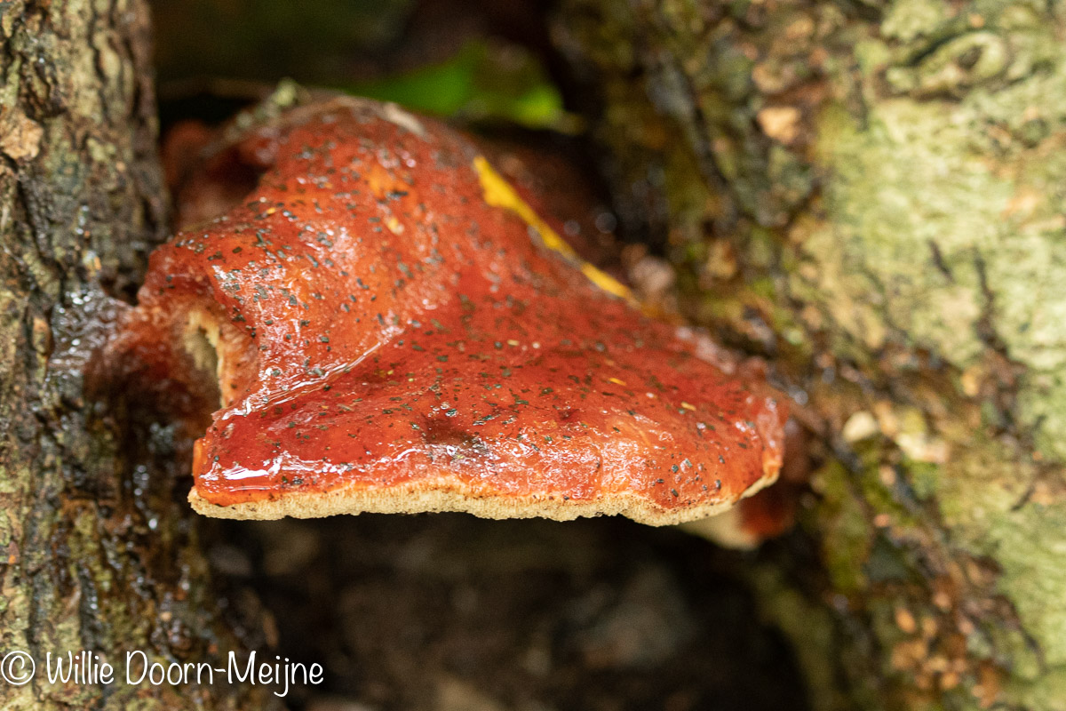 biefstukzwam Fistulina hepatica