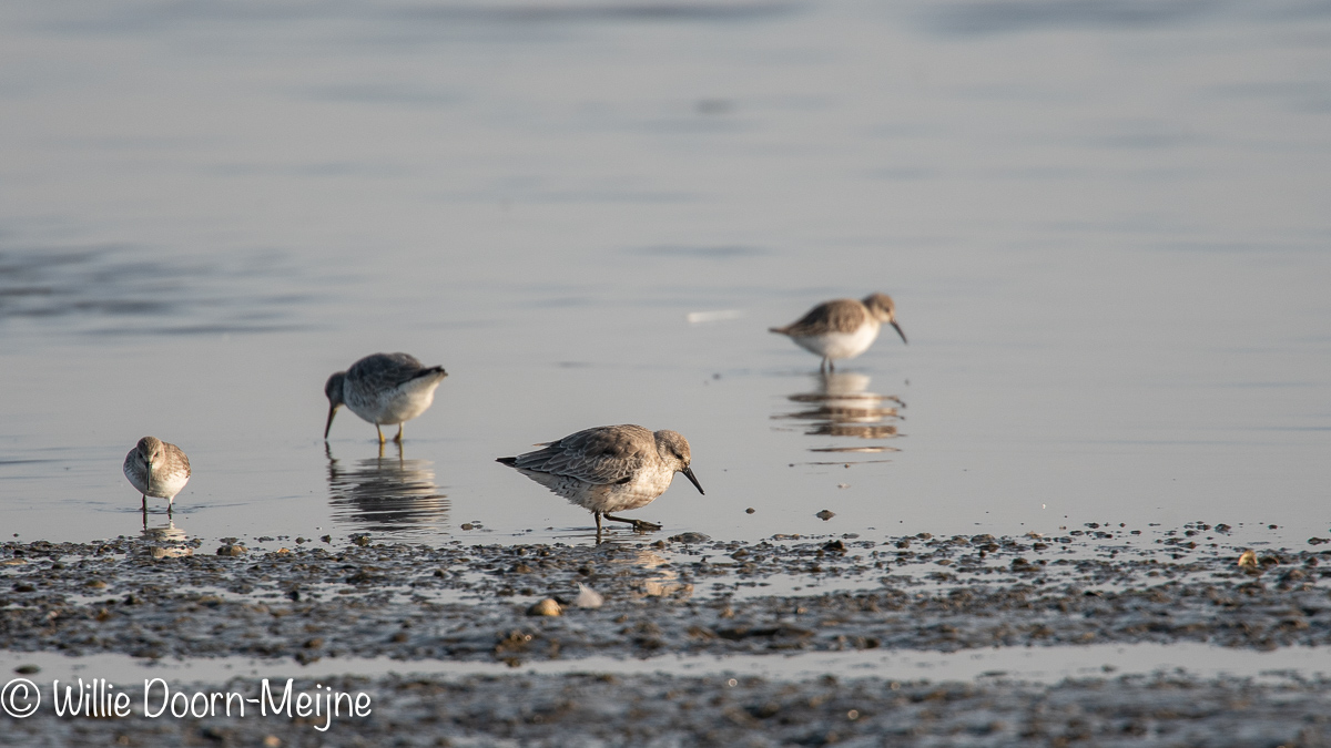 Kanoet Calidris canutus