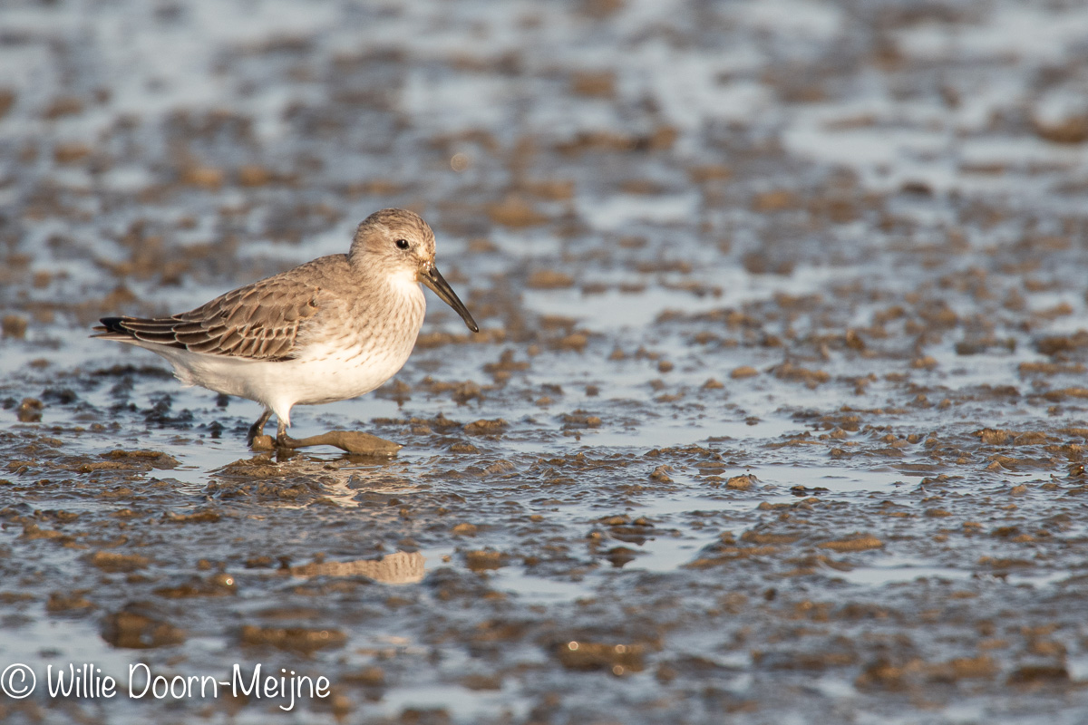 bonte strandloper Calidris alpina