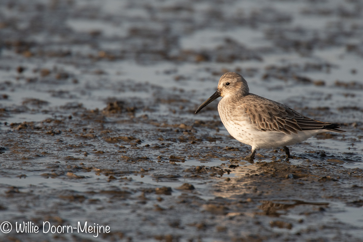 bonte strandloper Calidris alpina