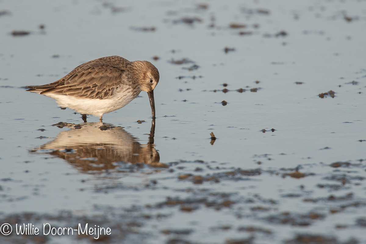 bonte strandloper Calidris alpina