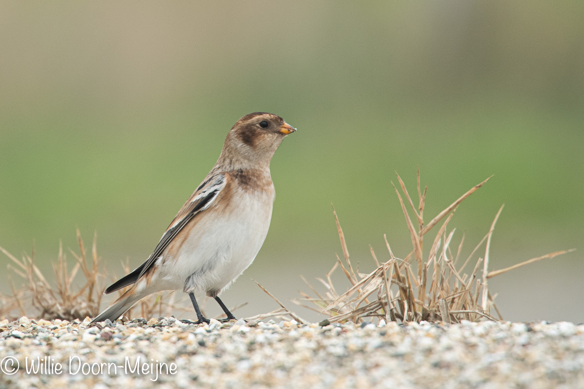 Sneeuwgors Plectrophenax nivalis