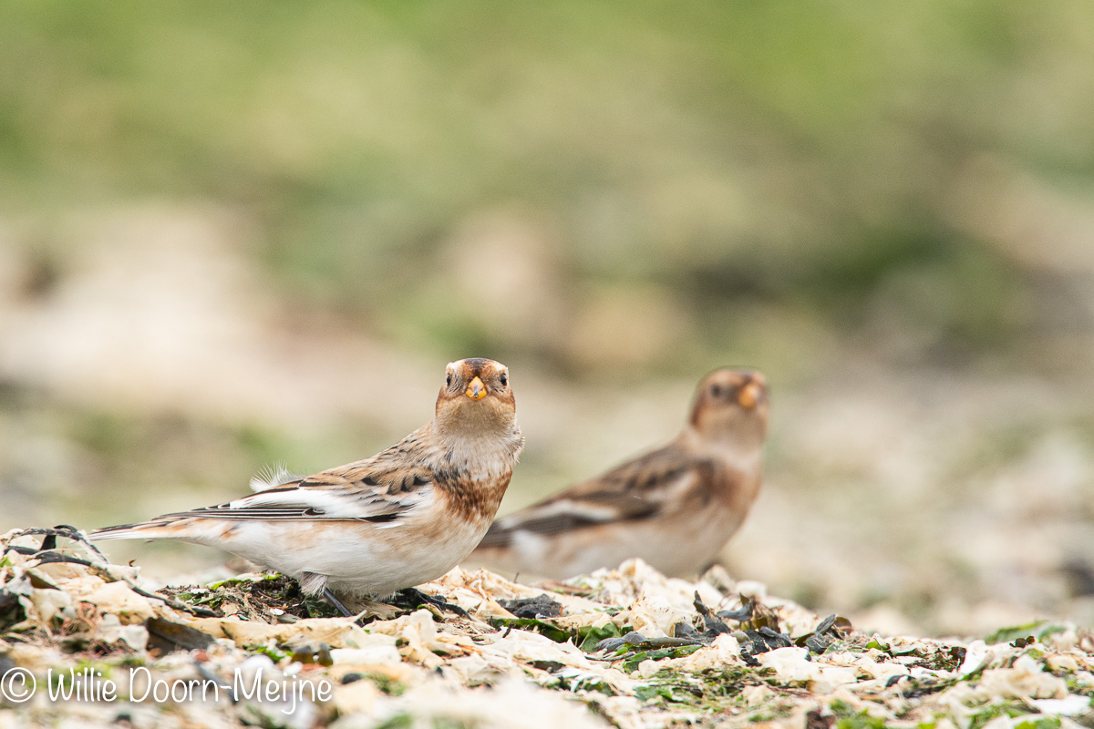 Sneeuwgors Plectrophenax nivalis