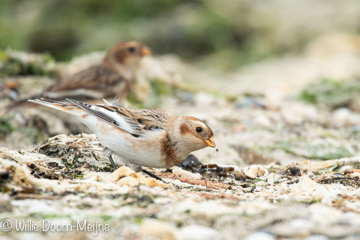 Sneeuwgors Plectrophenax nivalis