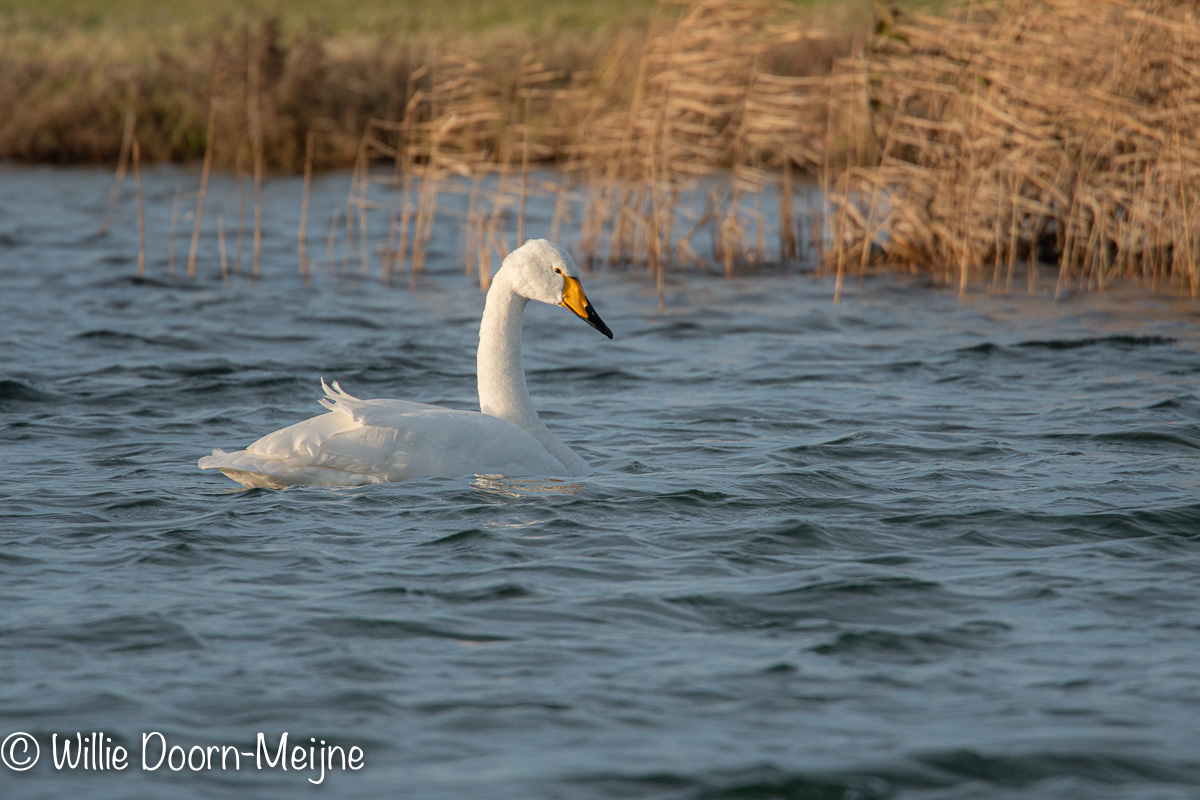 Wilde Zwaan Cygnus cygnus