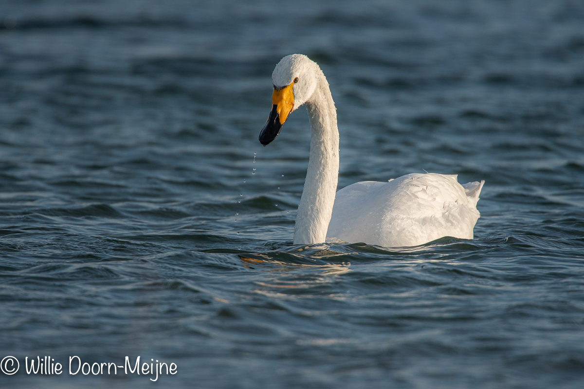 Wilde Zwaan Cygnus cygnus