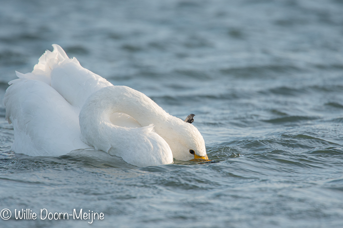 Wilde Zwaan Cygnus cygnus