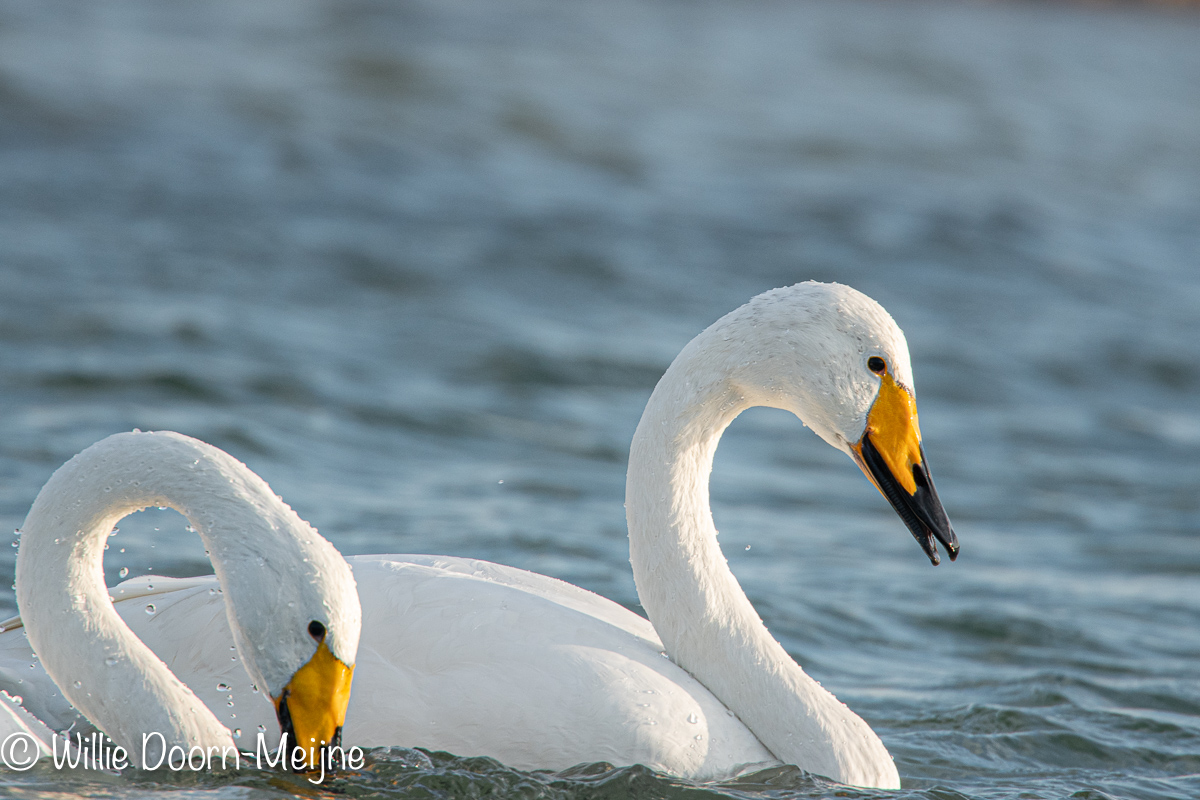 Wilde Zwaan Cygnus cygnus