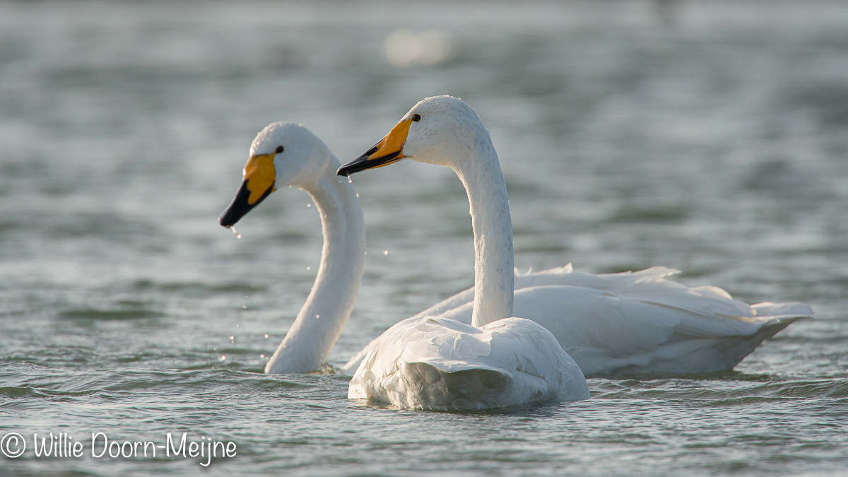 Wilde Zwaan Cygnus cygnus