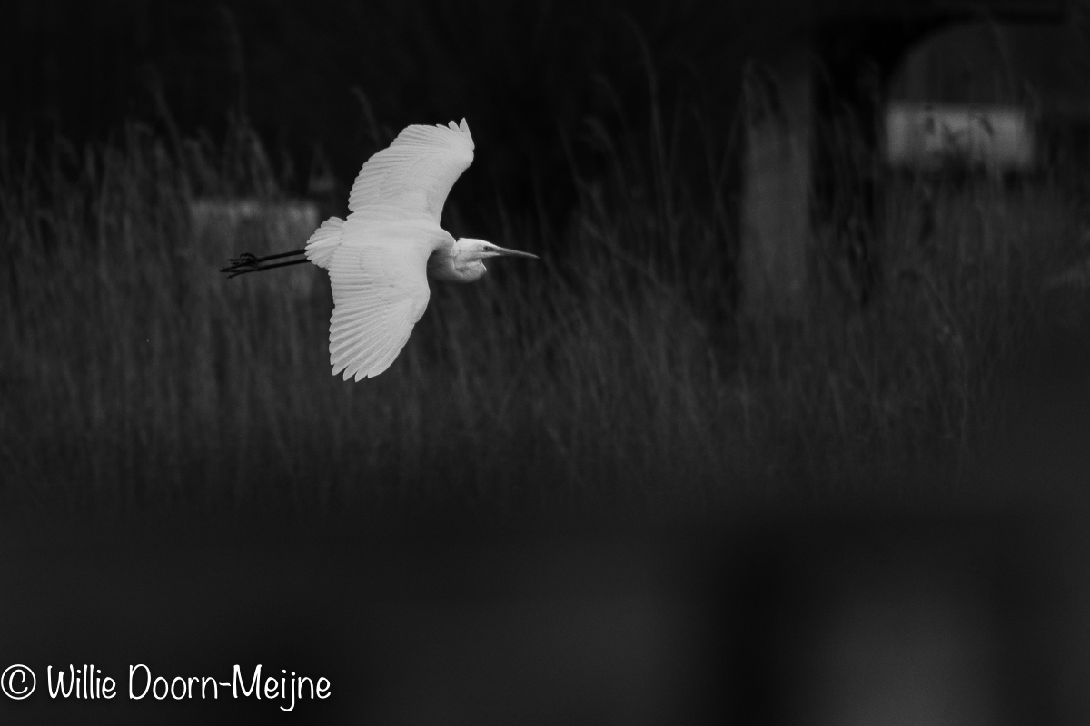 Grote zilverreiger