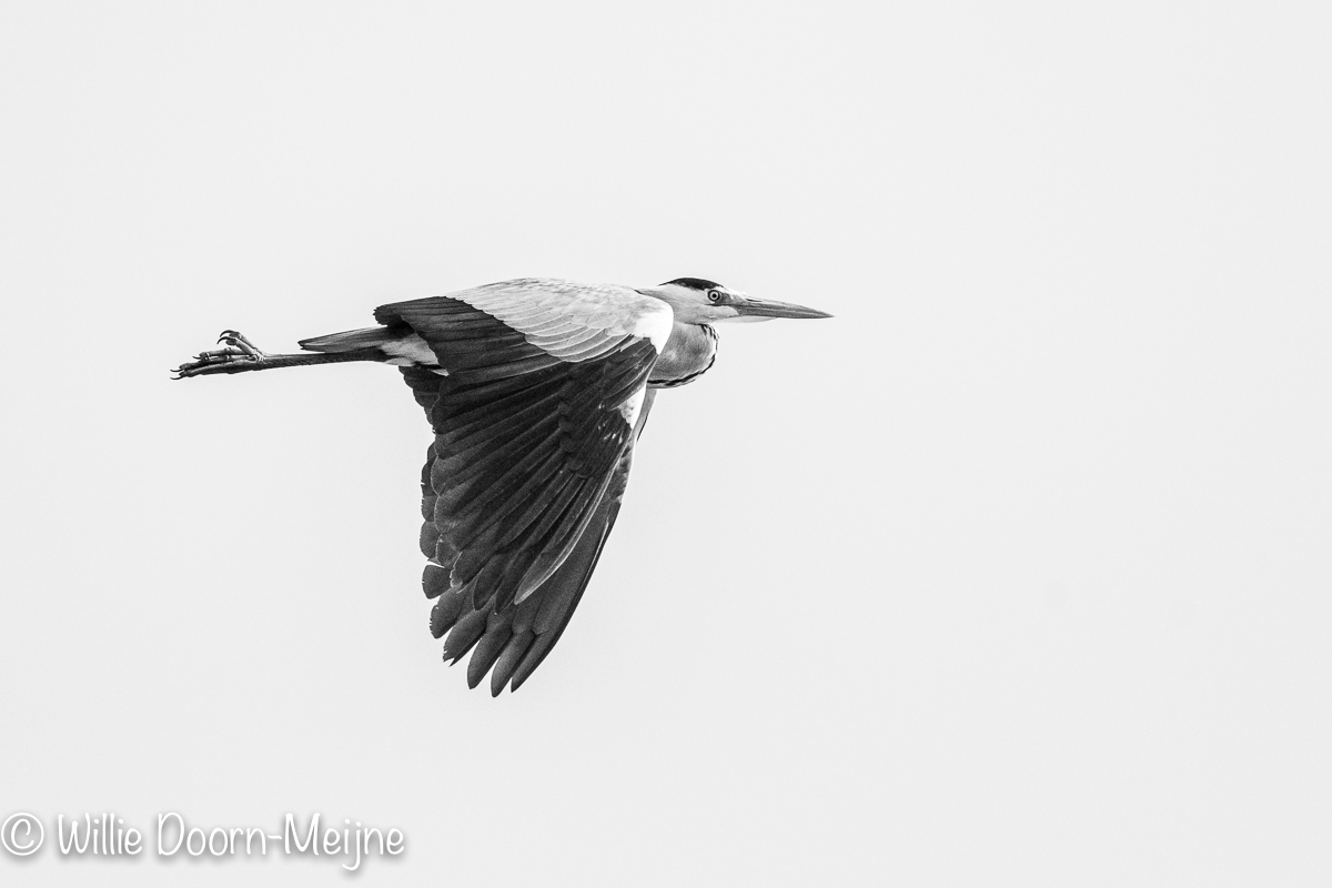 Blauwe reiger