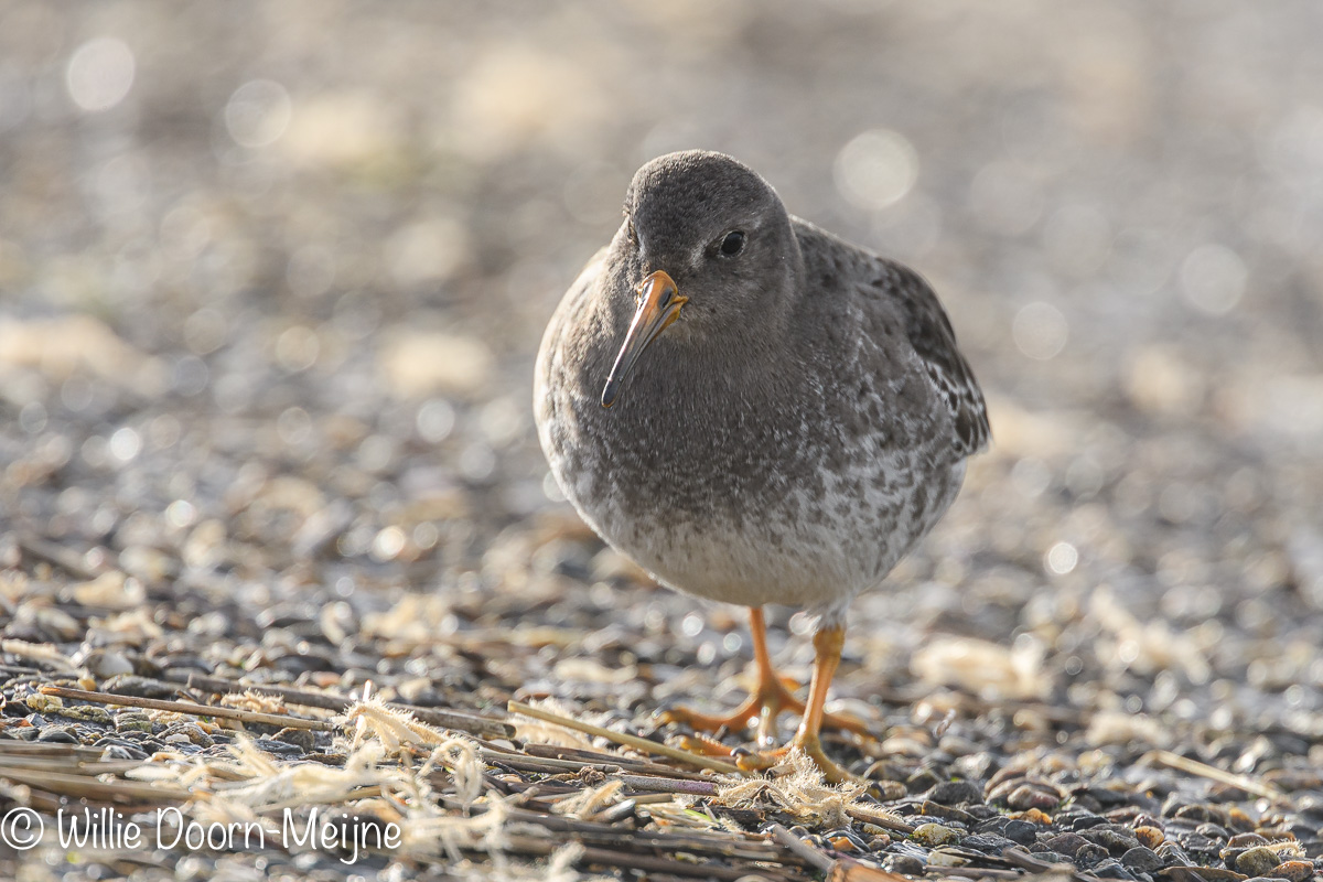 paarse strandloper