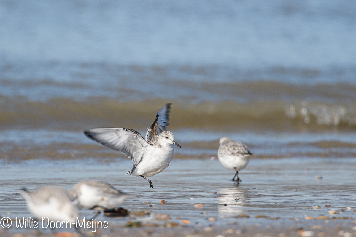 drieteenstrandlopers