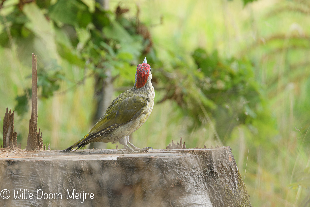 groene specht Picus viridis