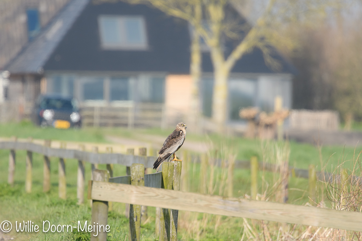 bruine kiekendief