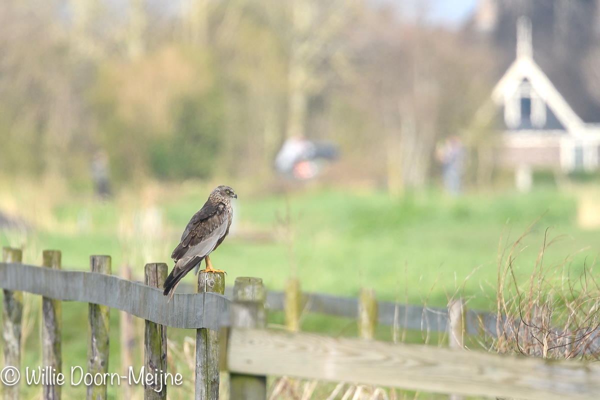 bruine kiekendief