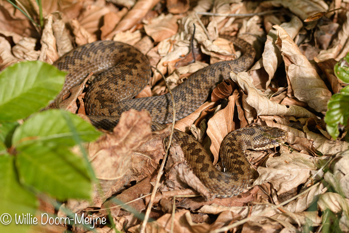 adder