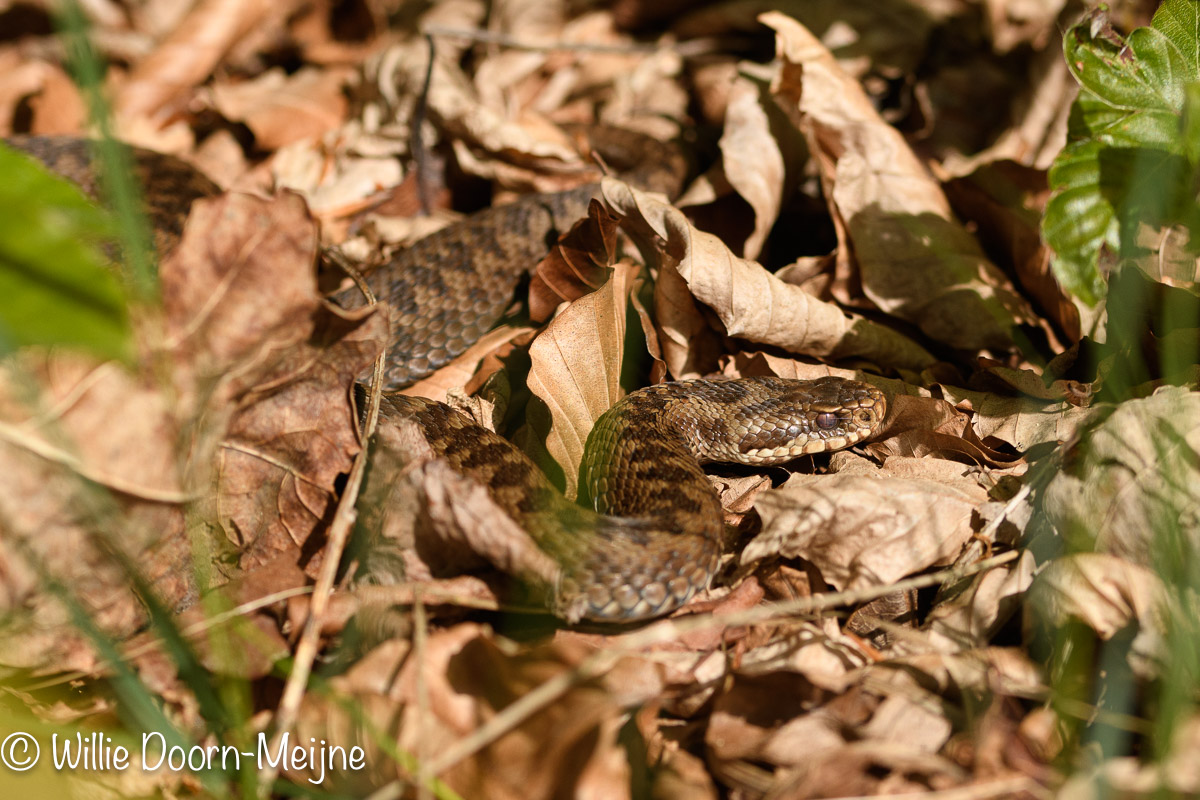 adder