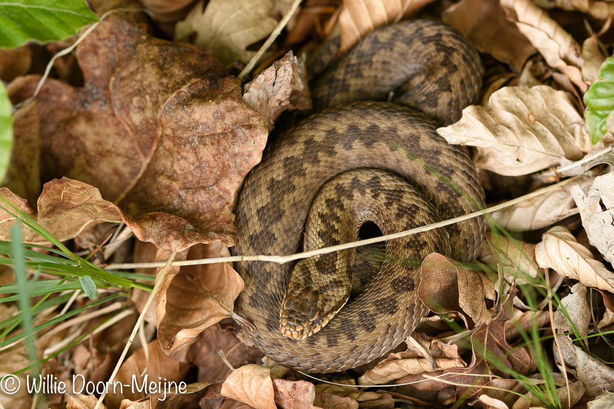 adder