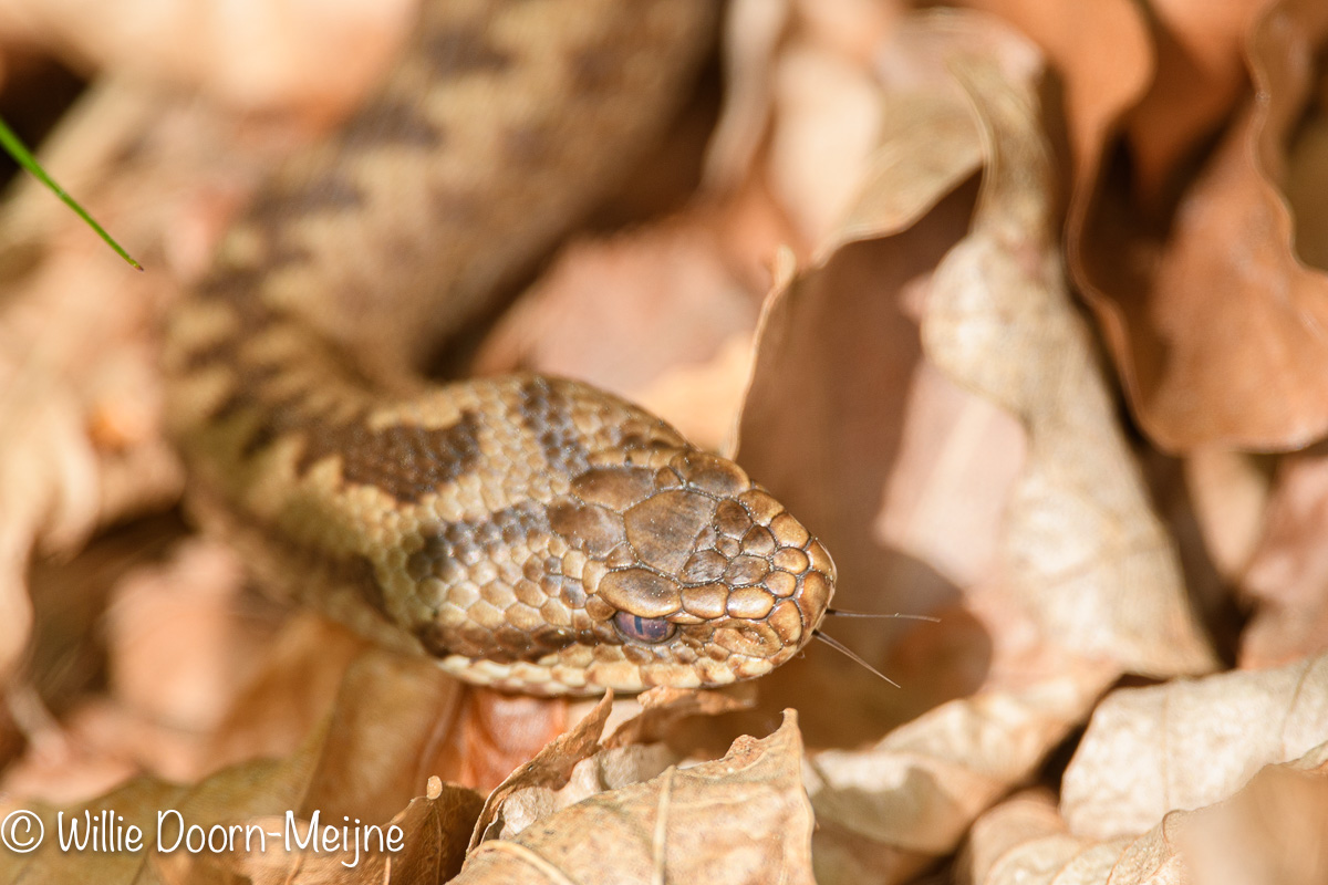 adder