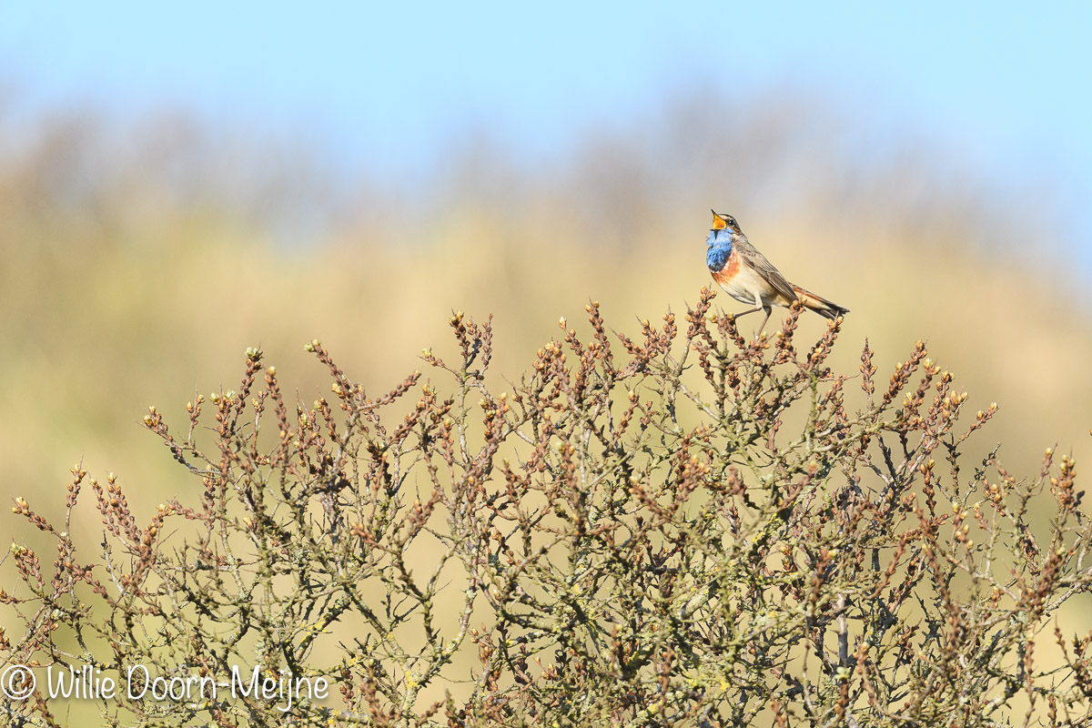 blauwborst