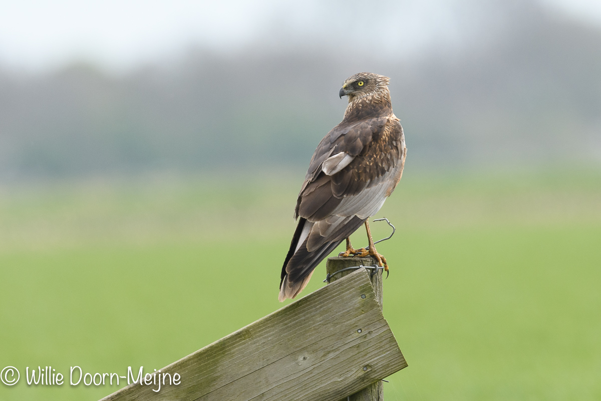 bruine kiekendief