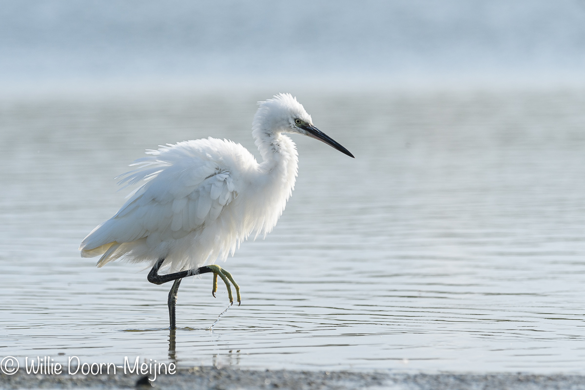 kleine zilverreiger