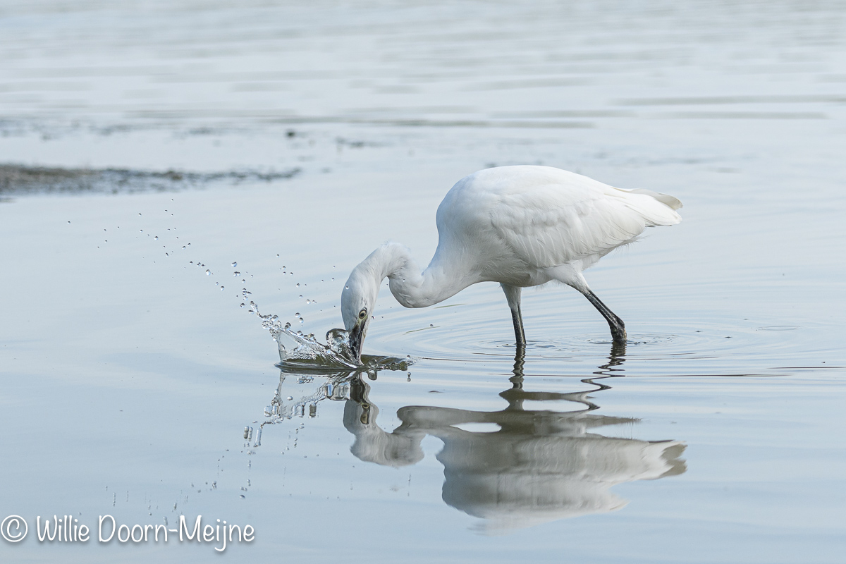 kleine zilverreiger