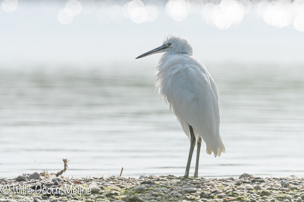 kleine zilverreiger