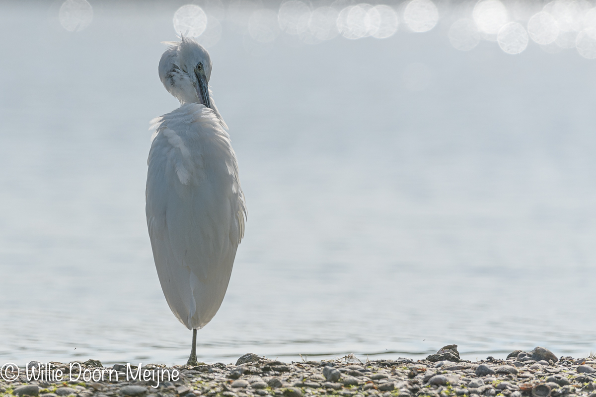 kleine zilverreiger