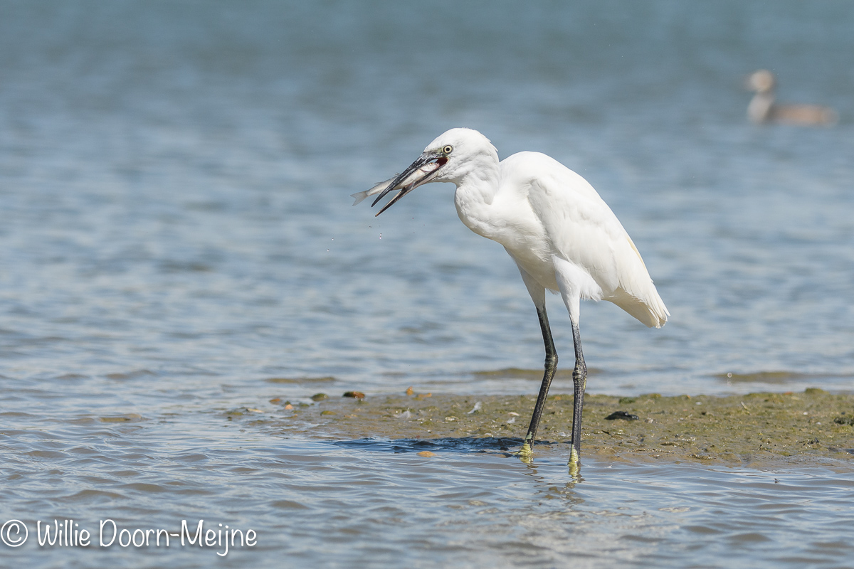 kleine zilverreiger