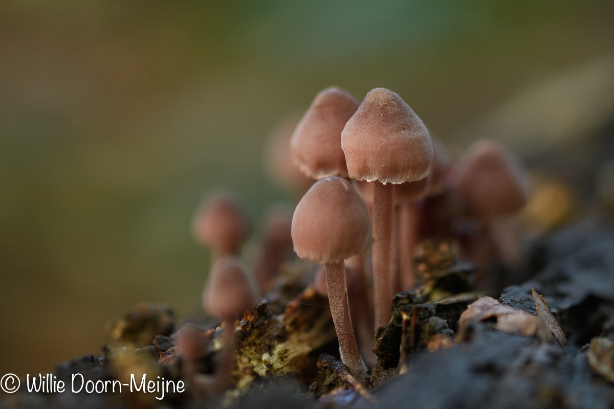 grote bloedsteelmycena