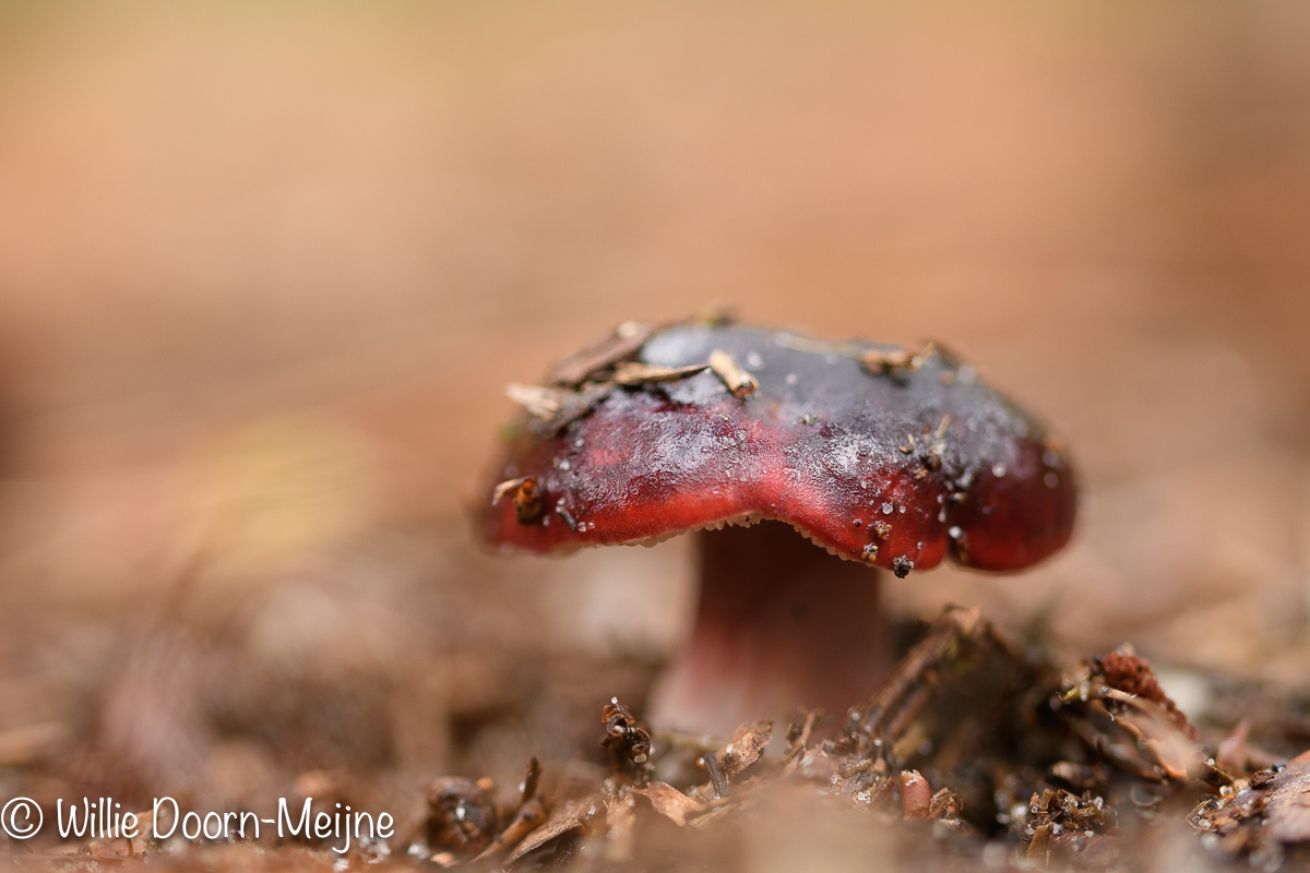 duvelsbroodrussula