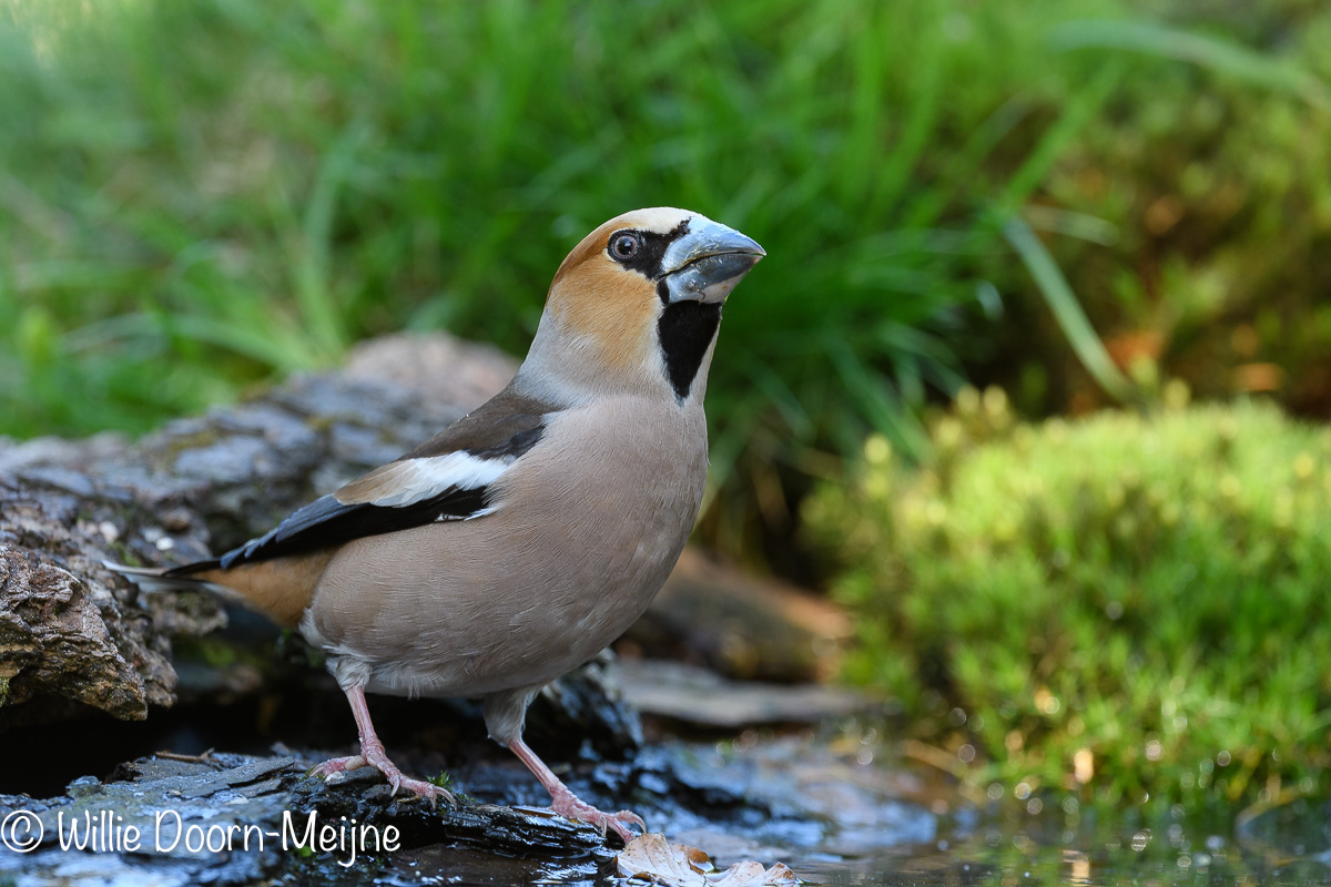 appelvink