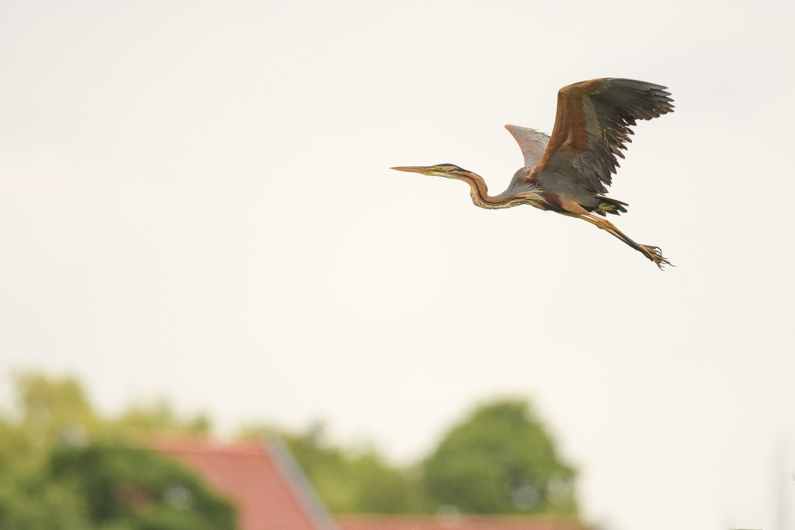 purperreiger