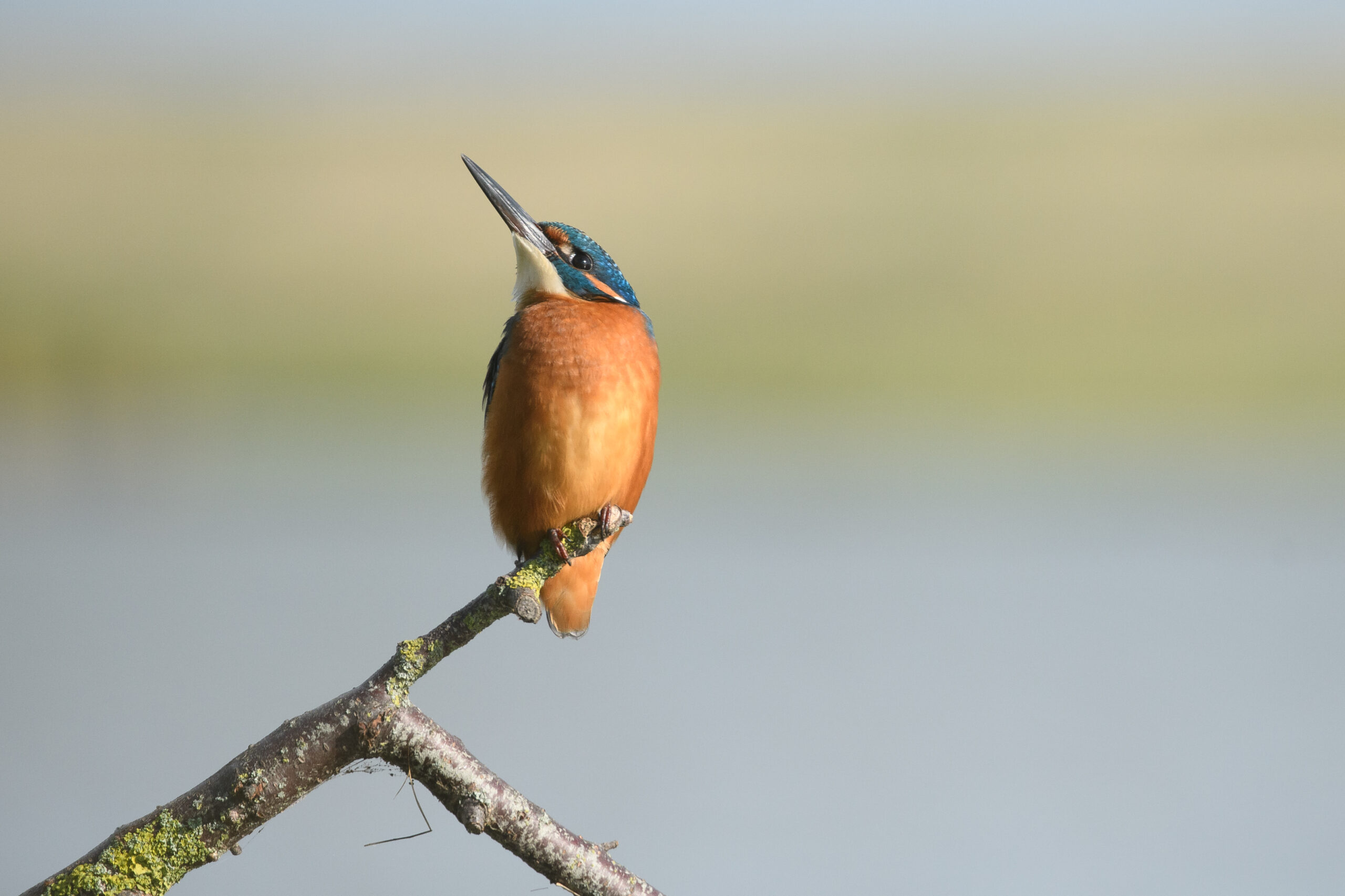 IJsvogel