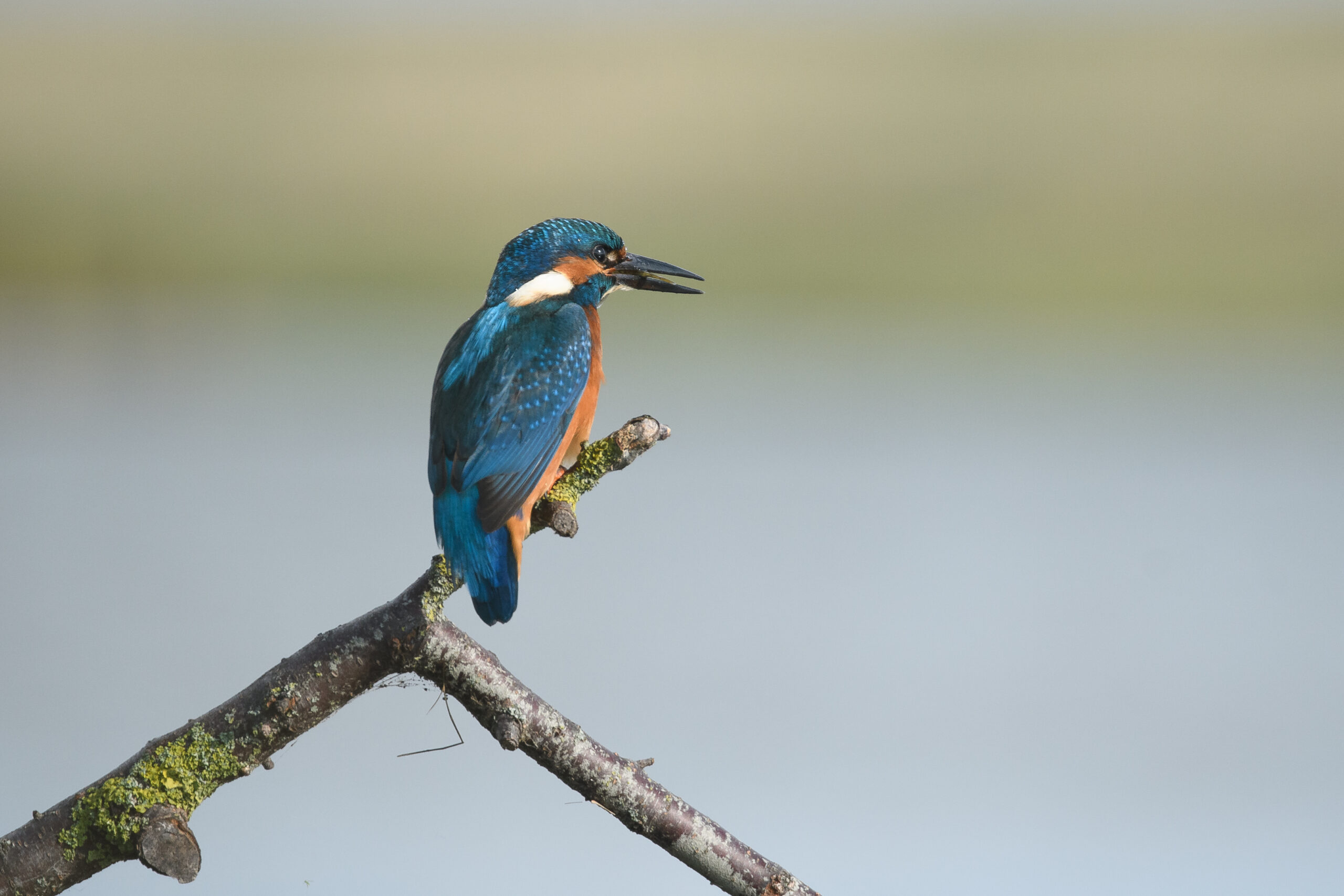 IJsvogel