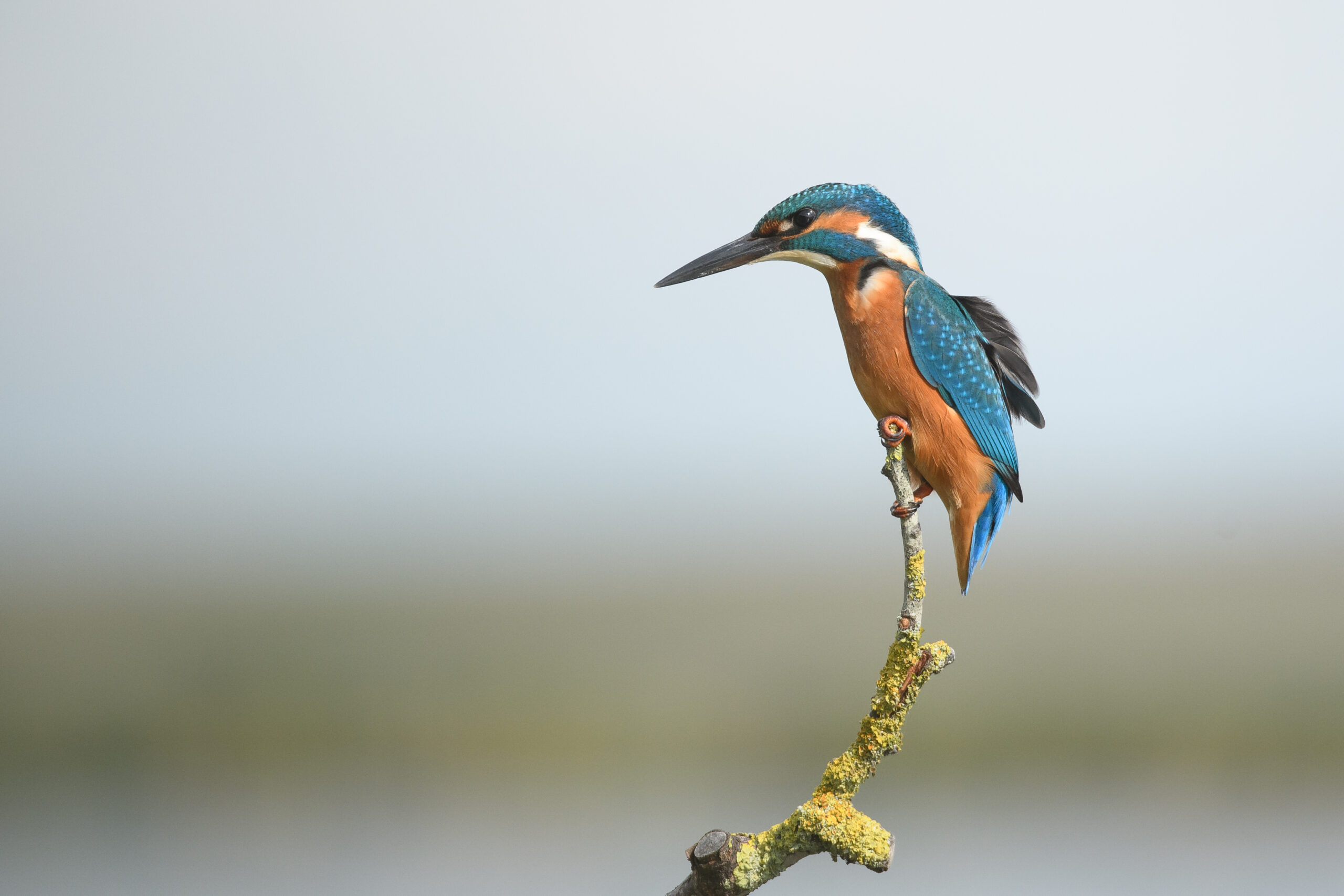 IJsvogel