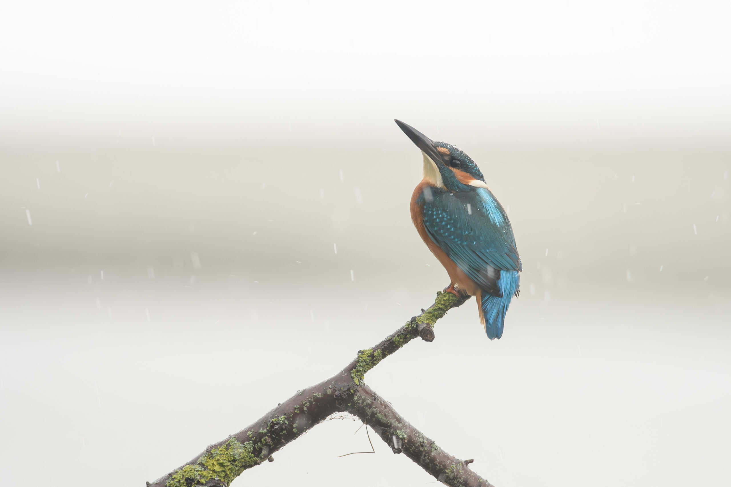 IJsvogel