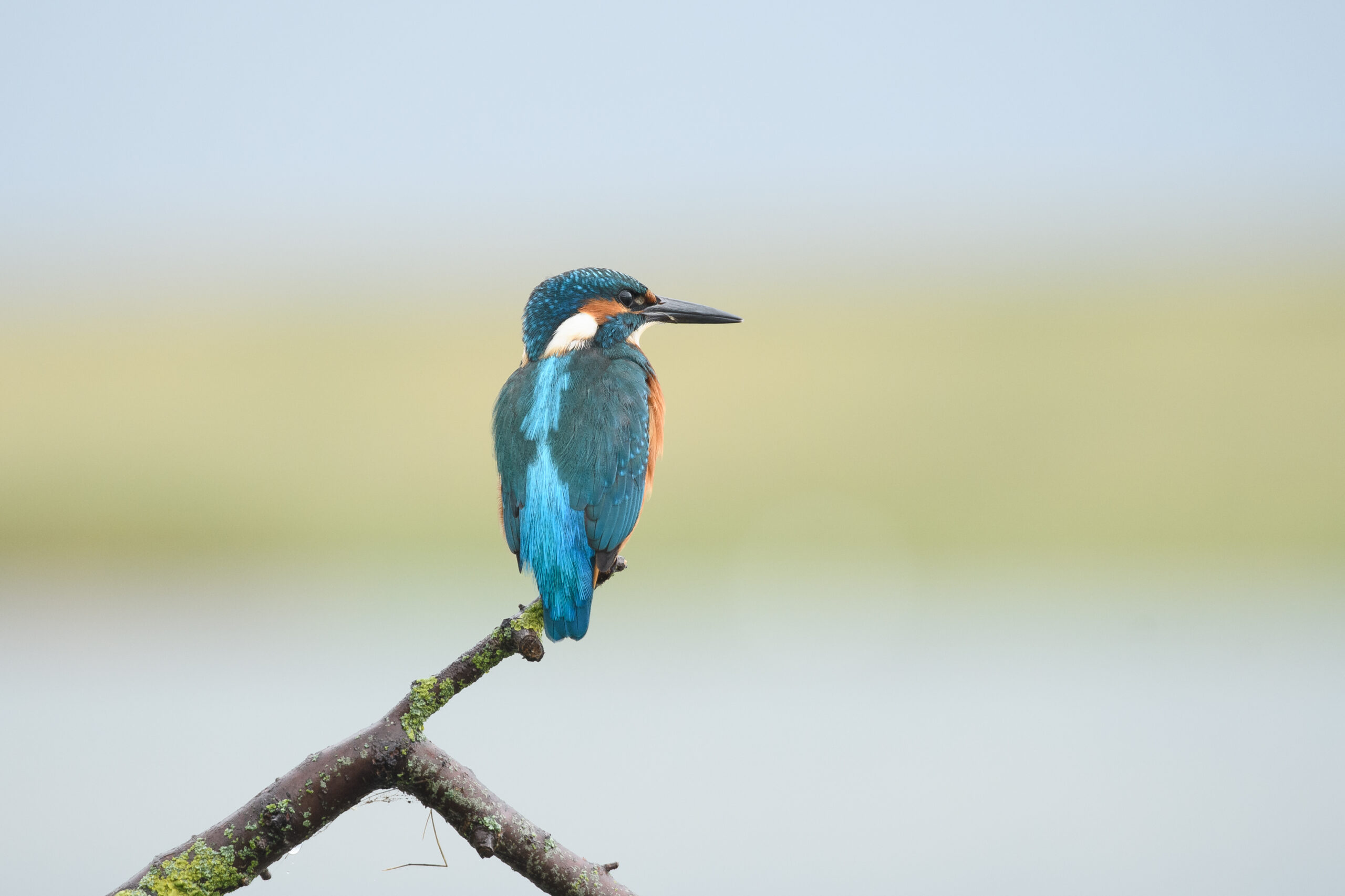 IJsvogel