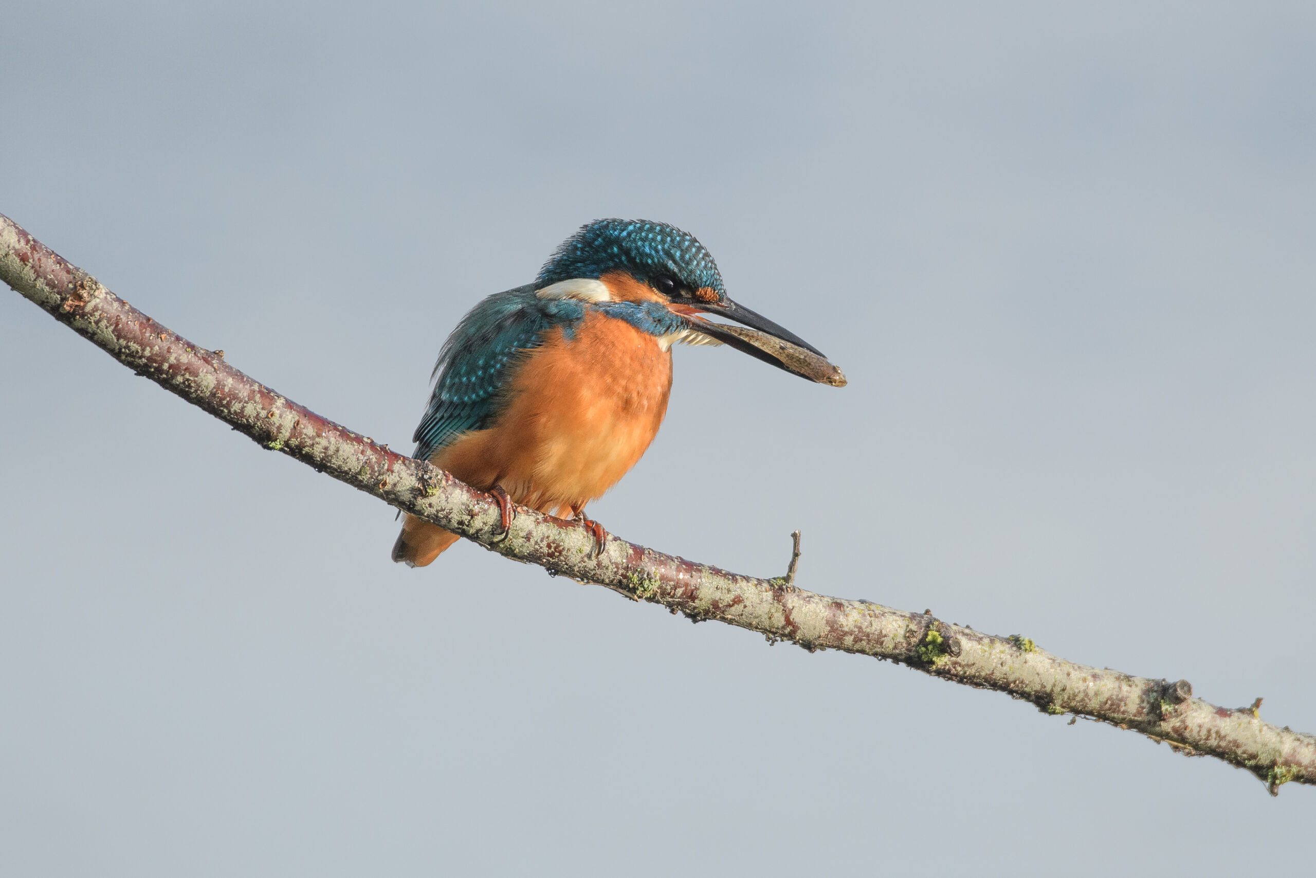 IJsvogel