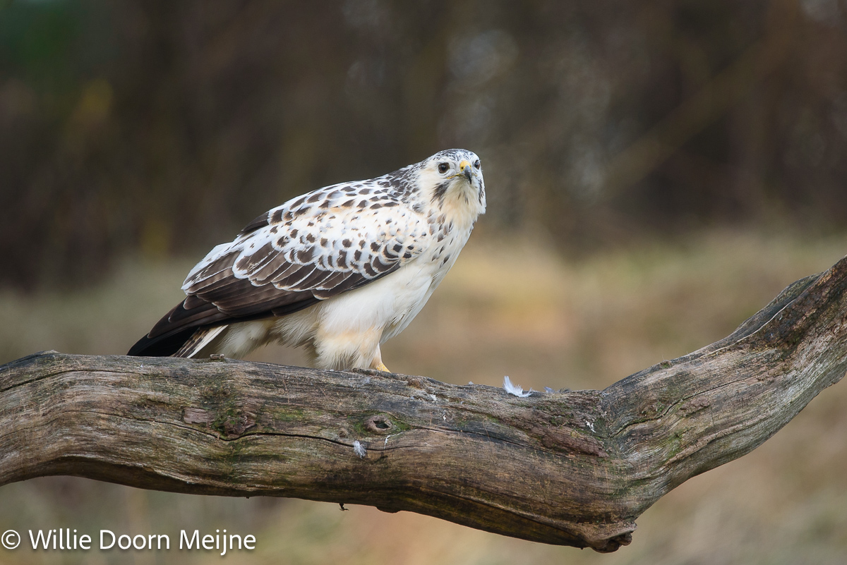 buizerd