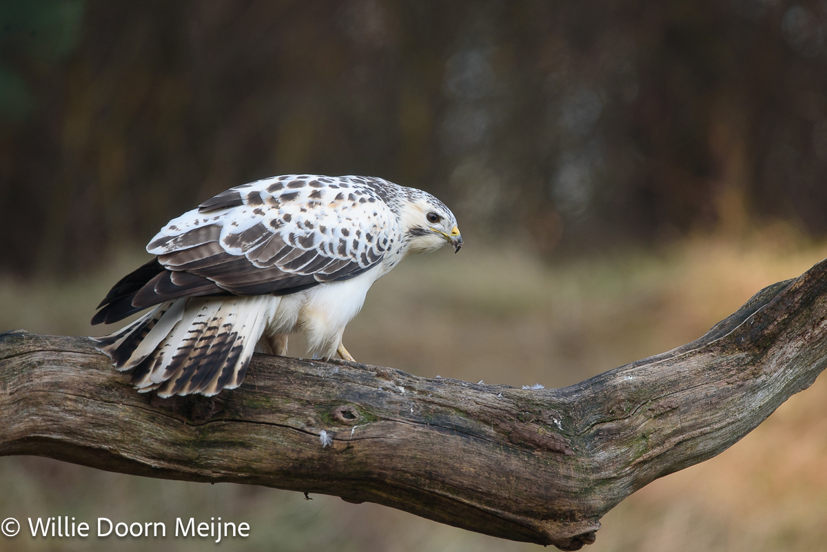 buizerd