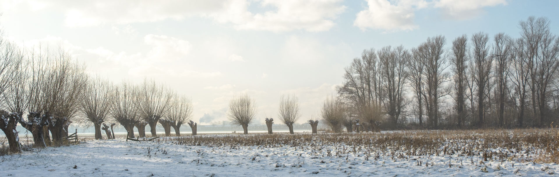 Krakeend (Mareca strepera)