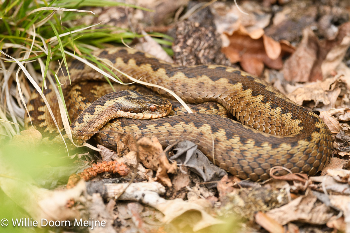 adder