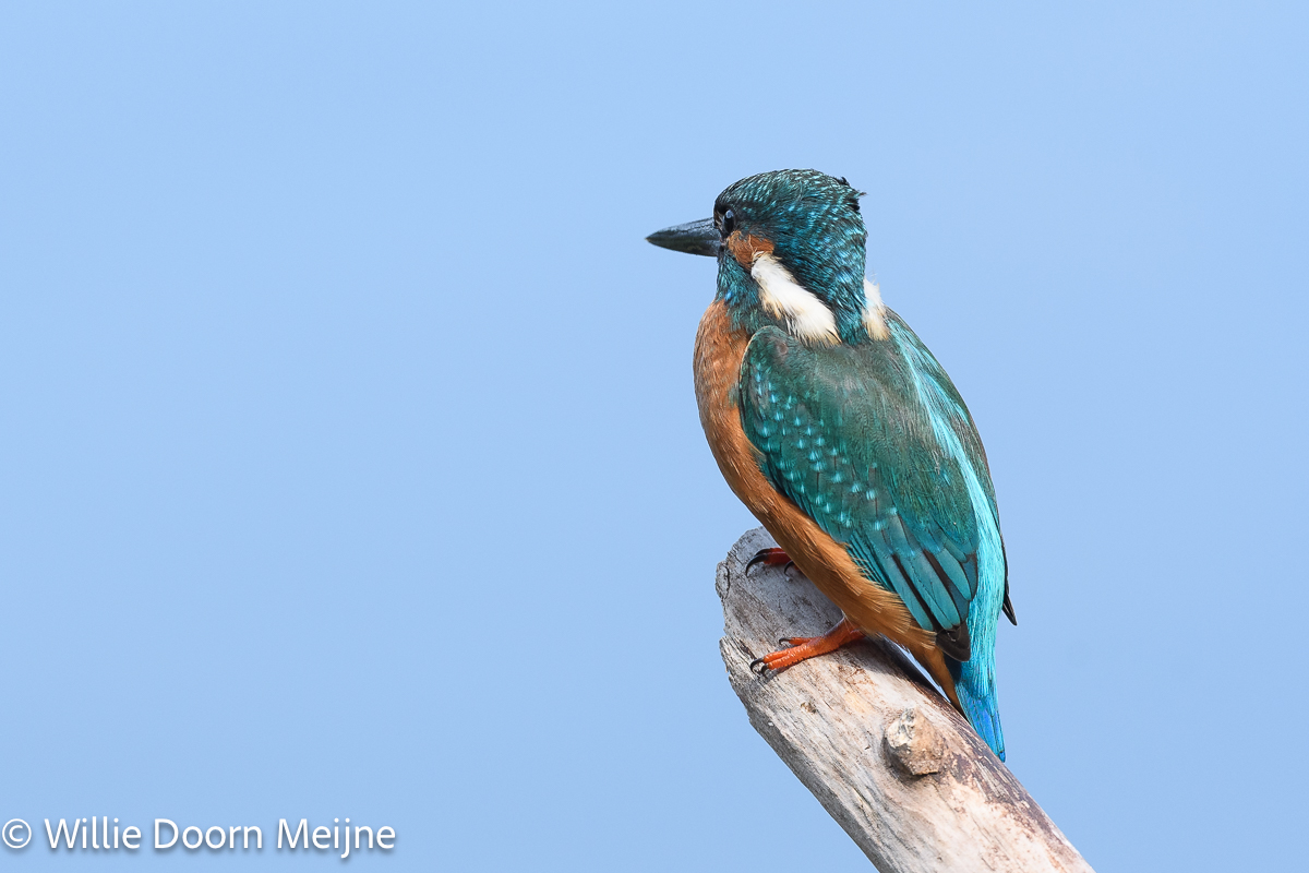IJsvogel
