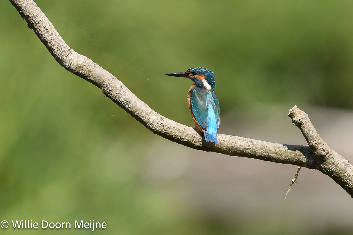 IJsvogel