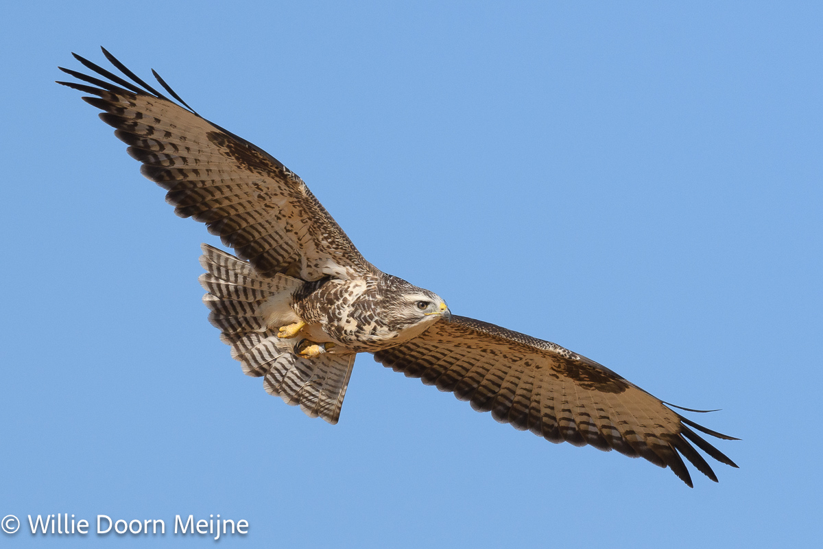 buizerd