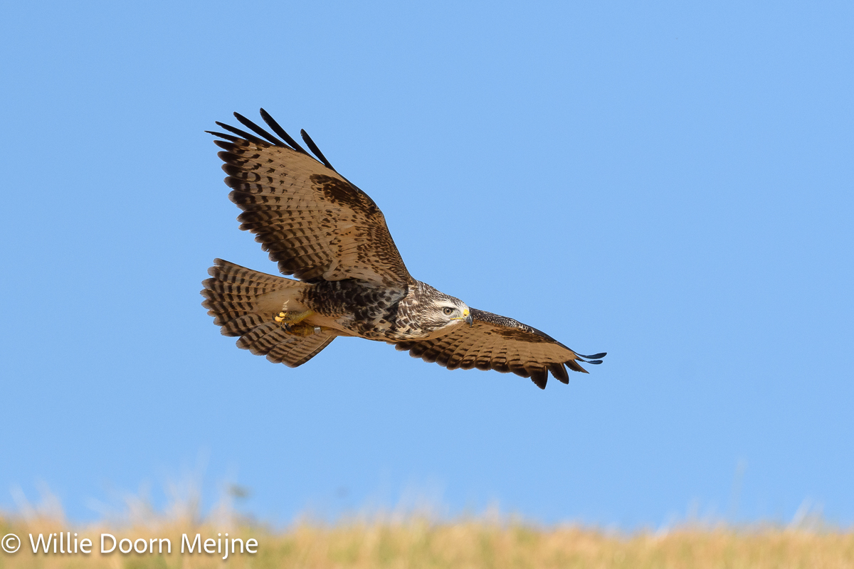 buizerd